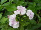Dianthus barbatus (2012, May 23)