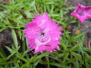 Dianthus Kahori (2012, May 19)