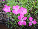 Dianthus Kahori (2012, May 19)