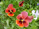 Pansies (2012, May 18)