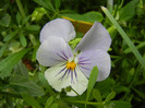 Pansy (2012, May 18)