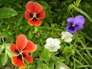Pansies (2012, May 23)