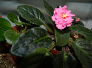 DSCN5286
