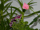 DSCN5298