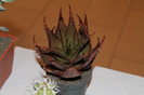 expo cactusi 2012 035