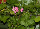 DSCN5312