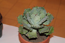 expo cactusi 2012 036