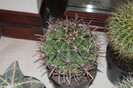 expo cactusi 2012 037
