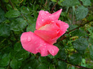 DSCN5319