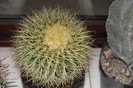 expo cactusi 2012 038
