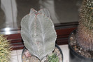 expo cactusi 2012 039