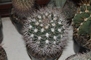 expo cactusi 2012 040