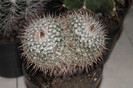 expo cactusi 2012 041