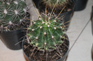 expo cactusi 2012 042