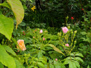 DSCN5340