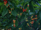 DSCN5372