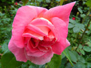 DSCN5428