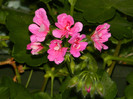 DSCN5441