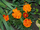 DSCN5460