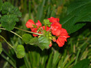 DSCN5468
