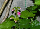DSCN5474