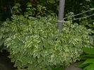 DSCN5491