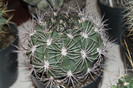 expo cactusi 2012 043