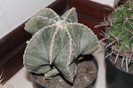 expo cactusi 2012 044