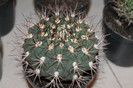 expo cactusi 2012 045