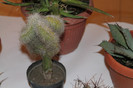 expo cactusi 2012 047