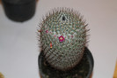 expo cactusi 2012 048