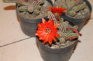 expo cactusi 2012 049