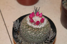 expo cactusi 2012 050