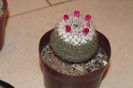 expo cactusi 2012 051