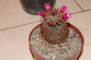 expo cactusi 2012 052