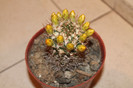 expo cactusi 2012 054