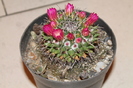 expo cactusi 2012 055