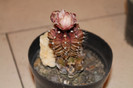 expo cactusi 2012 056