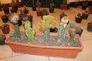 expo cactusi 2012 057