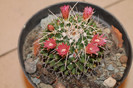 expo cactusi 2012 059