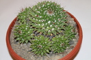 expo cactusi 2012 062
