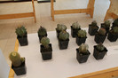 expo cactusi 2012 069