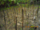 DSCN1085