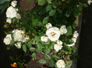 P1130928