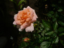 P1130931
