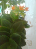 kalanchoe portocalie