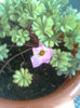 oxalis de la olguta multumesc