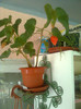 begonie  curgatoare