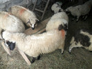 SAM_1872