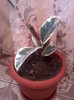 ficus